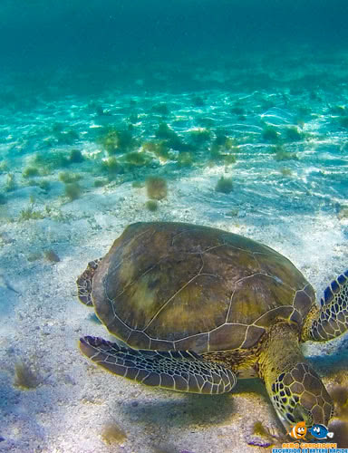 Excursion petite terre snorkeling