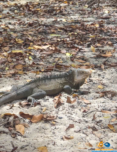 Excursion petite-terre Iguane