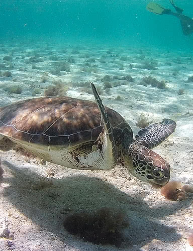 excursion petite terre tortue