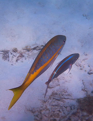 poisson chirurgien petite terre