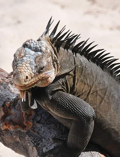 rencontre iguane excursion petite terre