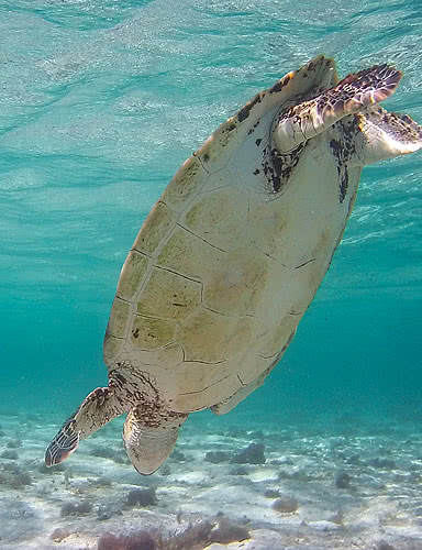 snorkeling petite terre tortue