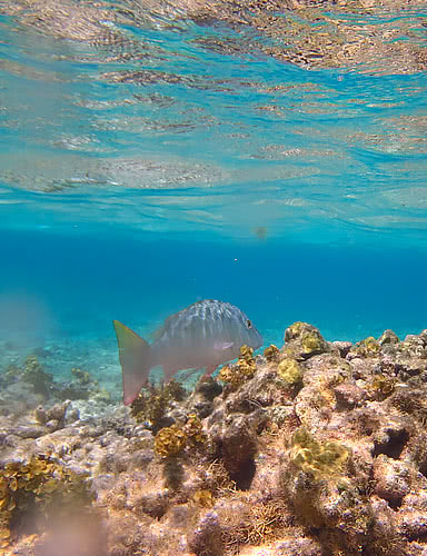 visite fond marin petite terre