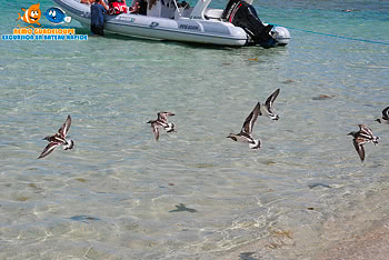 oiseaux petite terre