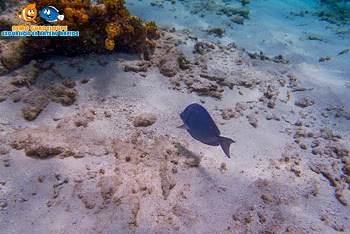 poisson cchirurgien petite terre